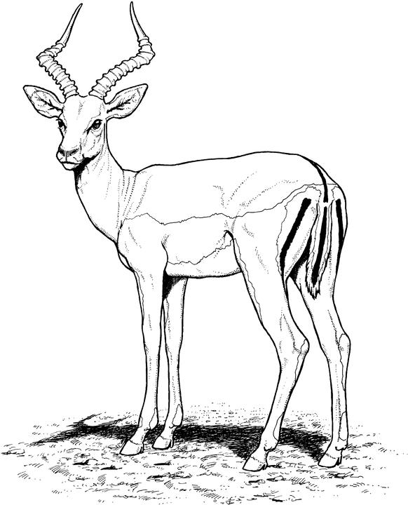 Antylopa, gazela, gnu kolorowanki